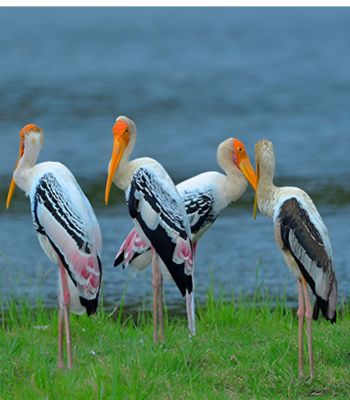 Bundala Excursion
